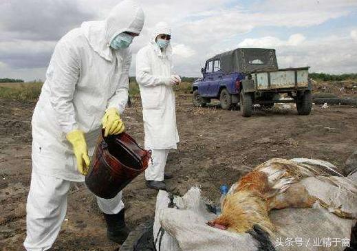 H7N9最新消息，深入了解2017年的禽流感状况