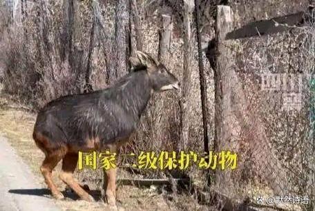 四不像正版+正版四不像一,网友推荐,精准有效