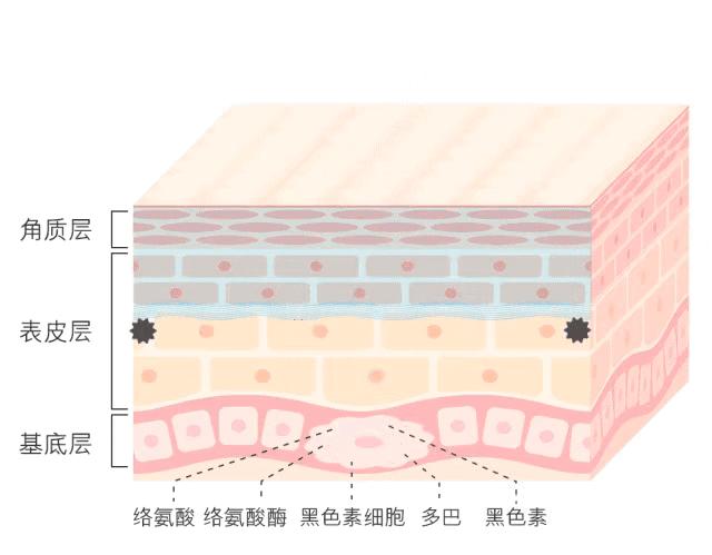 白小姐一码一肖中特1肖,白小姐一码一肖中特一肖，神秘与传奇的交融